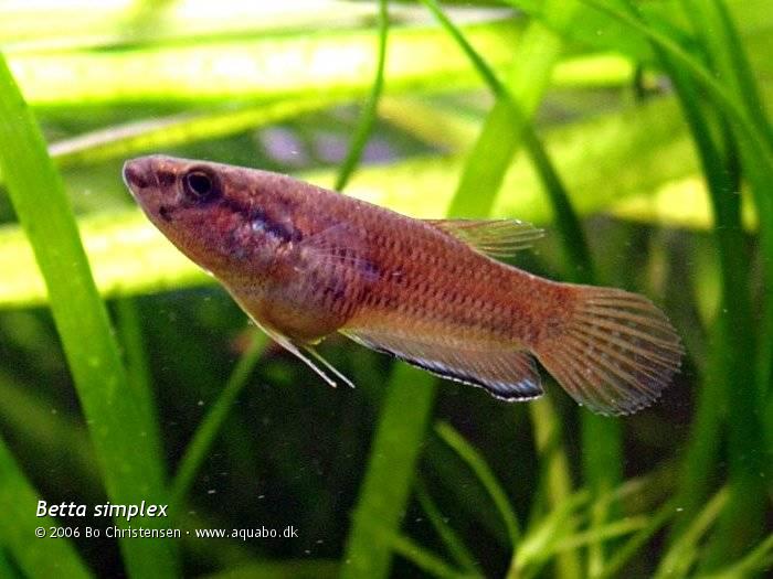 Image: Betta simplex - Big eater. This fish has been eating a lot of dafnia and bloodworms.