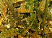 Cryptocoryne beckettii