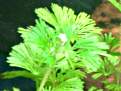 Cabomba caroliniana