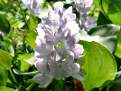 Eichhornia crassipes, Common Water Hyacinth