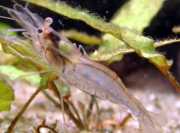 Macrobrachium lanchesteri, Glass Shrimp, Riceland Prawn