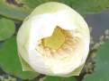 Nelumbo nucifera, Sacred lotus