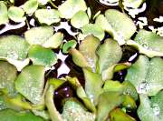 Salvinia molesta