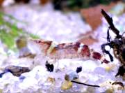 Caridina serratirostris, Ninja Shrimp