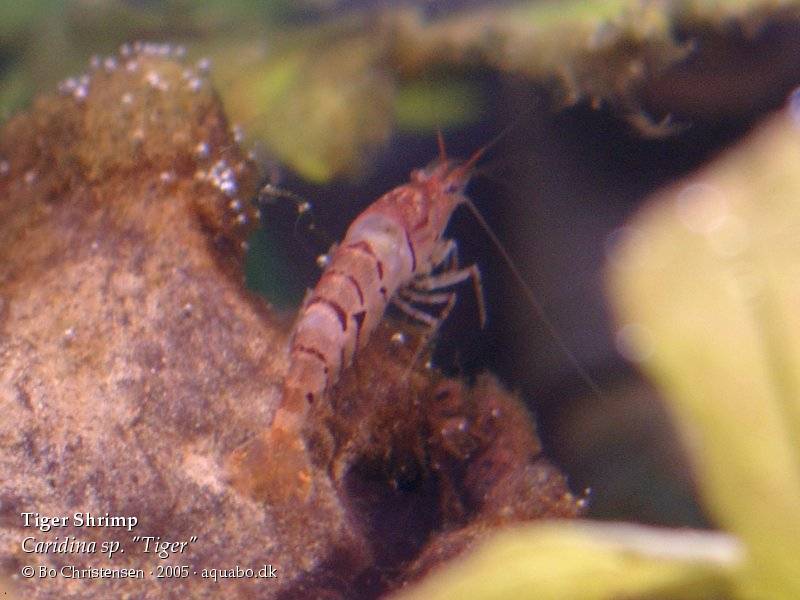 Image: Caridina sp. "Tiger" - Molting. This shrimp has molting problems and died.